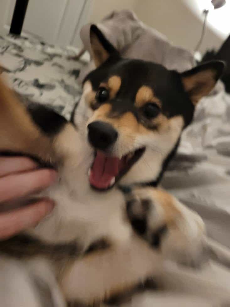 overly excited shiba inu
