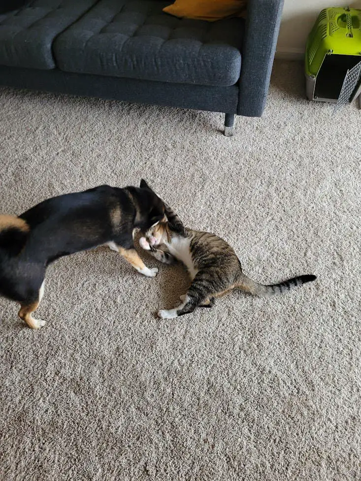 shiba inu roughly playing with a cat