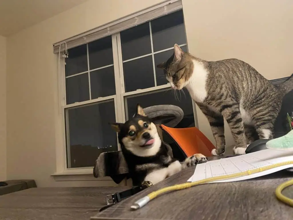 cat interacting with a confused shiba inu